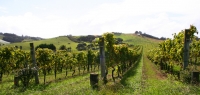 NZ Wine Technology