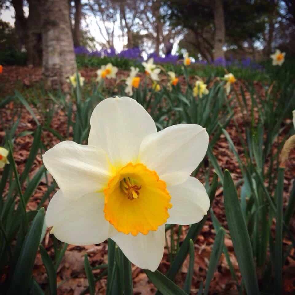 Roland's Wood daffodils
