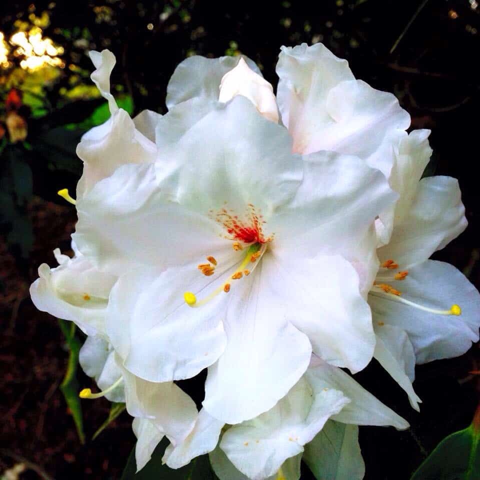 White flowers in Roland's Wood