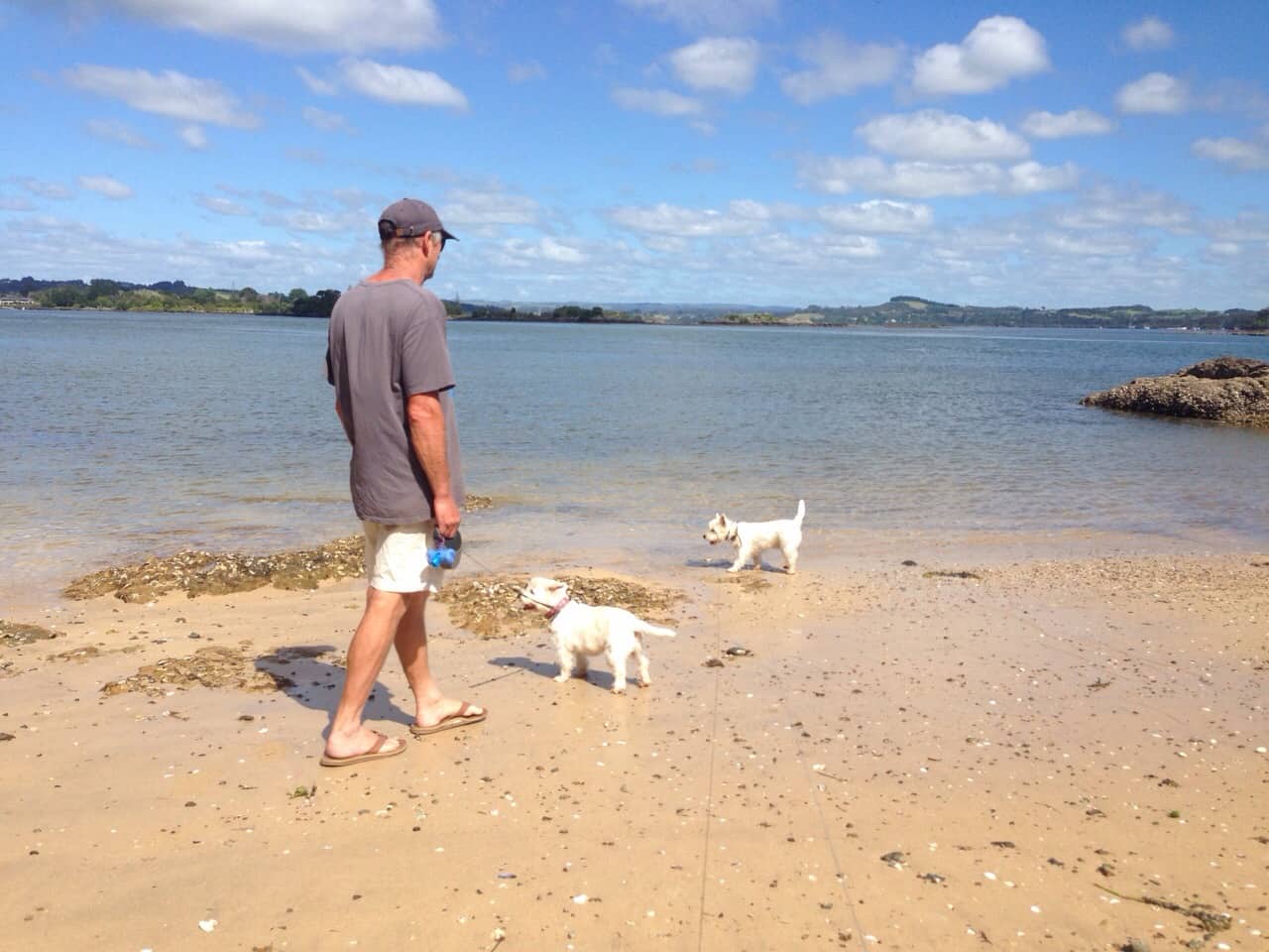 Wharau Road beach Kerikeri dogs