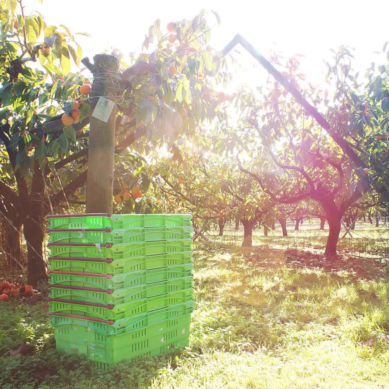 This large, commercial persimmon orchard (The Persimmon Patch on Kerikeri Road) sells directly to the public, via an honesty box system. You have to drive all the way through the beautiful orchard to get to the farm stall.