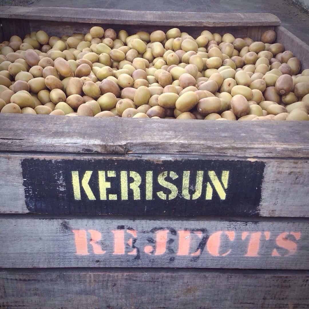 This is one real insider secret: you can get free golden kiwi fruit from one of the major orchards in Kerikeri! The fruit is perfect: the rumour I've heard is that they're too big for export markets, but I don't know if that's true or not. This big reject bin is at Orangewood on Kapiro Road, Kerikeri. I'm not sure what the duration of the golden kiwi fruit harvest is, but we went and grabbed a big bag full of this delicious Kerikeri fruit in May.