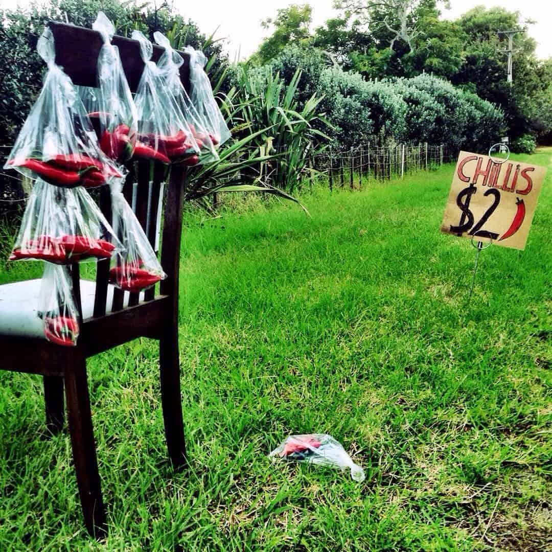 I love how innovative this roadside stall is: they didn't worry that they didn't have a table - because they have a chair to use! Kiwi ingenuity at its best. This chilli stall was spotted on Kerikeri Inlet Road.